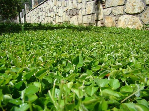 Το Είδωλον Daire Epidaurus Dış mekan fotoğraf